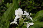 White gingerlily <BR>White garland-lily